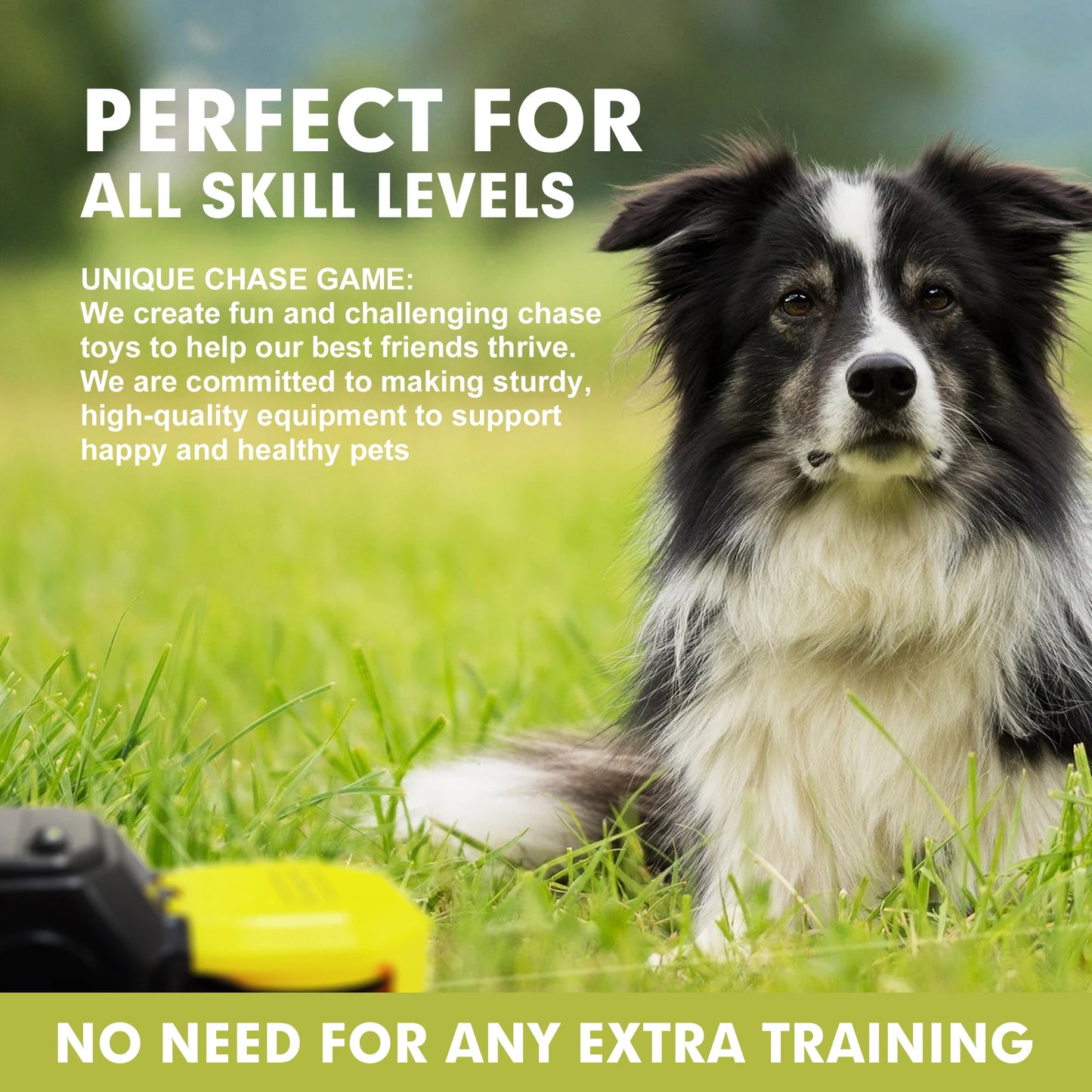 Interactive Dog Course, Agility Training Equipment for Dogs - My Store